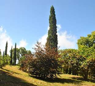Verschiedene Baumarten