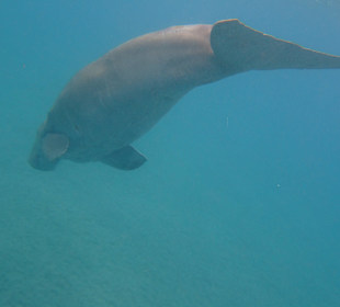 El Malikia Swiss Inn Resort Abu Dabbab