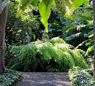 Pflanzen an einer Wegkreuzung