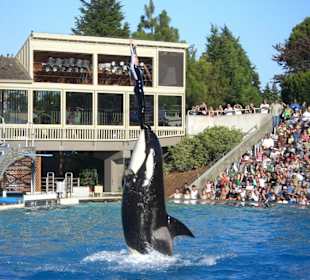 Shamu Show