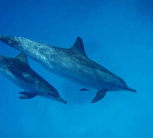 Ausflug zum Dolphin-House!