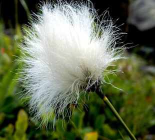Alpenblume