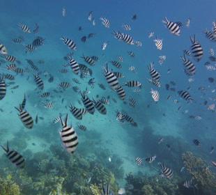 Viele bunte Fische...