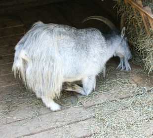 Kameltheater & Weißer Hof