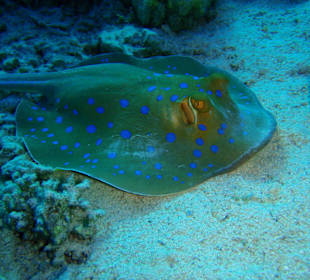 Blaupunkt Stechrochen