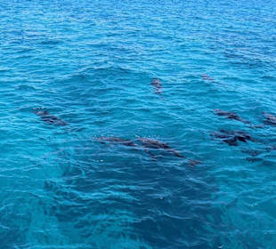 Schnorcheln Hurghada-Schwimmen mit Delfinen