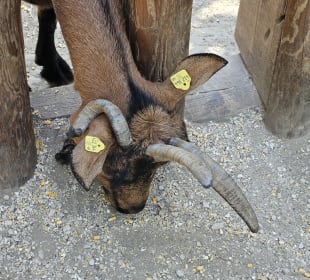 Ein Dreihorn?