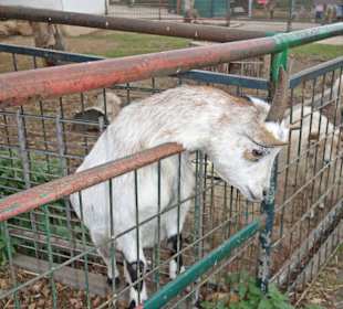 Streichelzoo Rülzheim