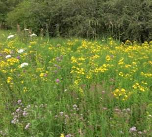 ALB-GOLD Naturgarten