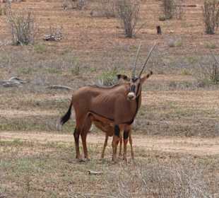 Wasserbock mit Juntier