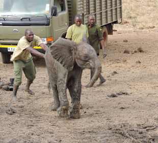 Babyfant-Rettung auf dem Weg nach Galdessa