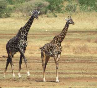 Giraffen