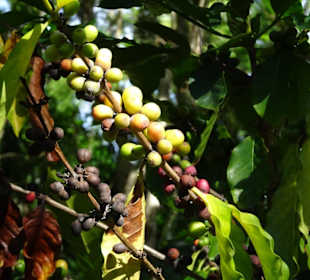 Kaffeesträucher im Botanischen Garten Mascarin