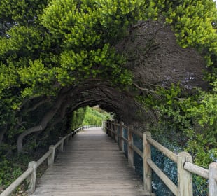 Boulders Beach