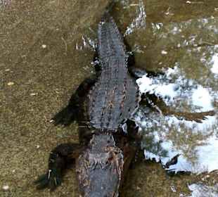 Nilkrokodil ganz nah