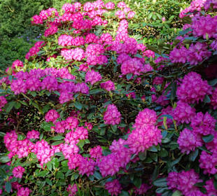 Hauptblüte im Rhododendronpark Bremen