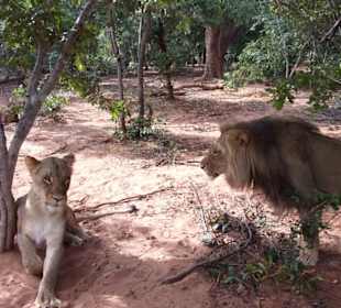 Großkatzen sediert im Gehege