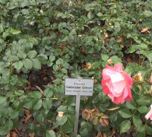 Äußerer italienischer Rosengarten