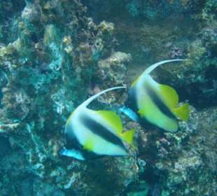 Hausriff Schnorchlerparadies