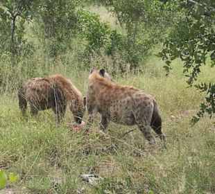 Hyänen beim Verzehr der Beute