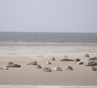 Seehundsbänke vom Schiff aus
