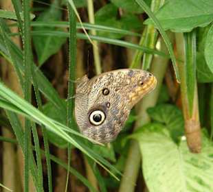 Осторов майнау