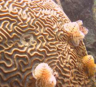 Tauchgang mit James & Mac