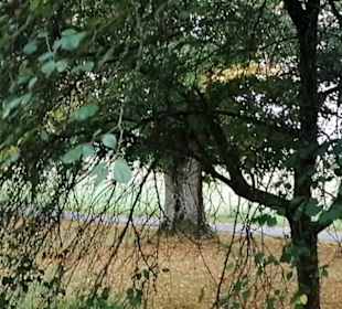 Schaugarten Eninger Weide