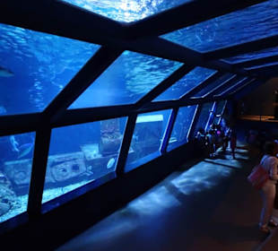 Im Aquarium de La Réunion