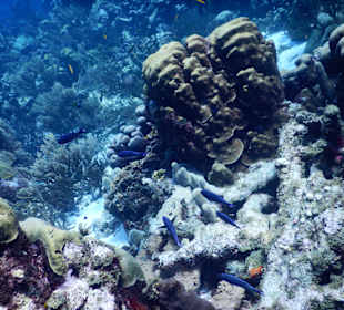 Schnorcheln Willemstad