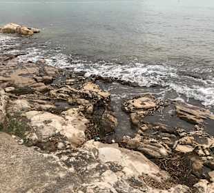 Strand Novigrad