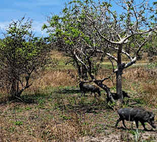 Sadaani Nationalpark