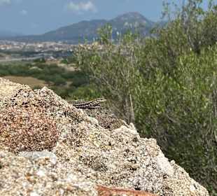 Wandern Porto San Paolo