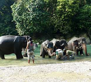 Elefantencamp in Tangkahan