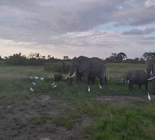 Amboseli
