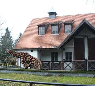 Zwierzęta w zoo
