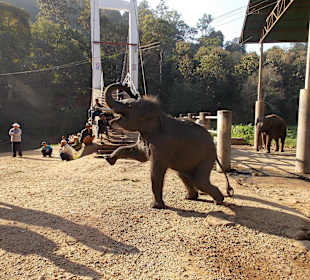Elefantencamp Chiang Mai