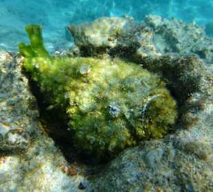 Delfine-Joseph Mogli`s Freunde