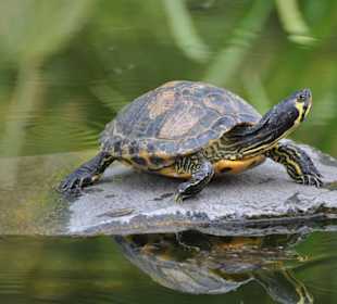 Jardín de Aclimatación de La Orotava