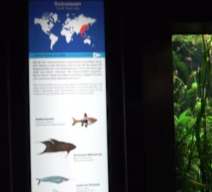 Aquarium