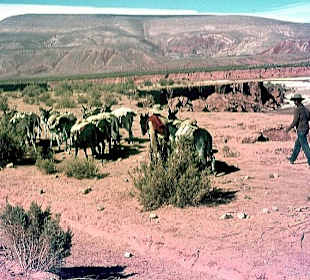 Die Salz-Karawane auf dem Weg nach Bolivien.