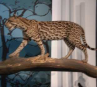 Zoologisches Forschungsmuseum Alexander Koenig