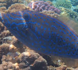 Schnorcheln Abu Dabbab