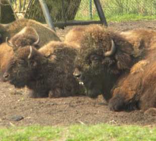 Bisons