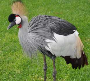 Kronenkranich im Loropark