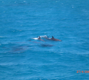 Schnorchelausflug mit Achmed