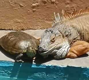 Wandern Chersónisos/Hersonissos