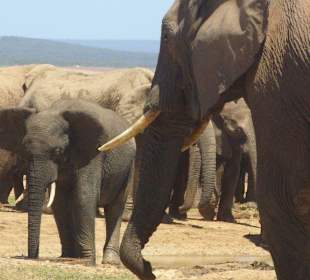 Nah an der Elefantenherde