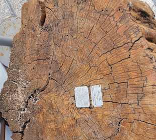 Jahrhundert altes Buchenholz