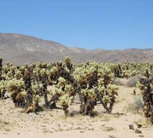 Joshua Tree National Park